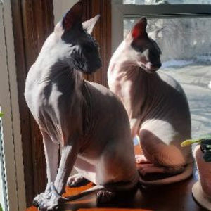 Meet your Posher, Dawn